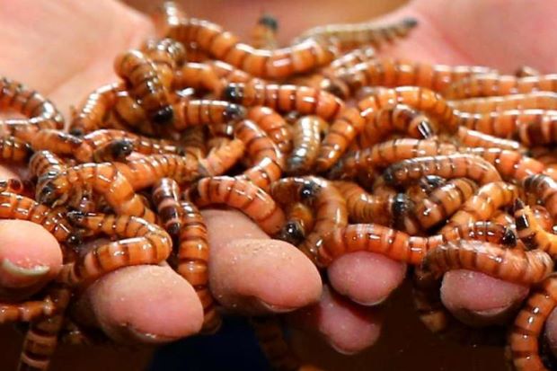 Company makes underperforming employees eat live worms as punishment